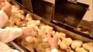 Vie de poussins industriels