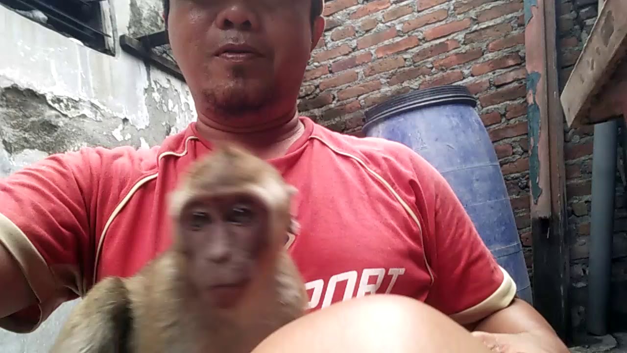 Si monyet Cimo yang mungil dan lucu 