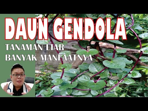 Video: Bolehkah anda makan buah beri bayam malabar?