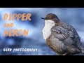 Bird Photography, Hardanger | Sony a6600 + 100-400mm (1.4x) | Ep22 MP