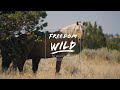 Freedom Wild Ep. 3-Steens Mountain Wilderness: The Search for the rare Kiger Mustang ft. Mustang Meg