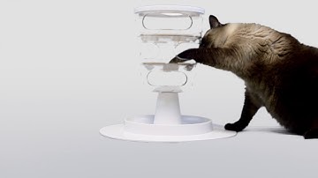 Cat-tested food puzzles