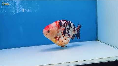 Cá Ranchu - Nguồn gốc, đặc điểm sống