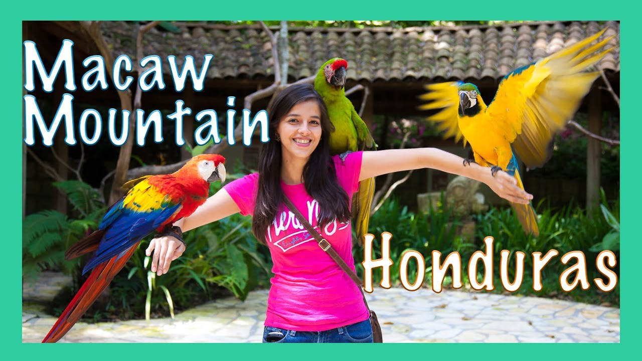 Que VER en el PARQUE de Las AVES Macaw Mountain Bird Park, Reserva