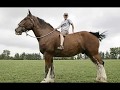 Os maiores cavalos do mundo