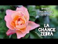 La chance zebra rose plant by imai nursery 2012 japan variegated   
