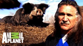 Dr. Jeff Enseña A Un Granjero A Castrar A Sus Cerdos Dr. Jeff, Veterinario Animal Planet