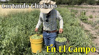 Muy Bonito El Campo, Encontramos De Todo.