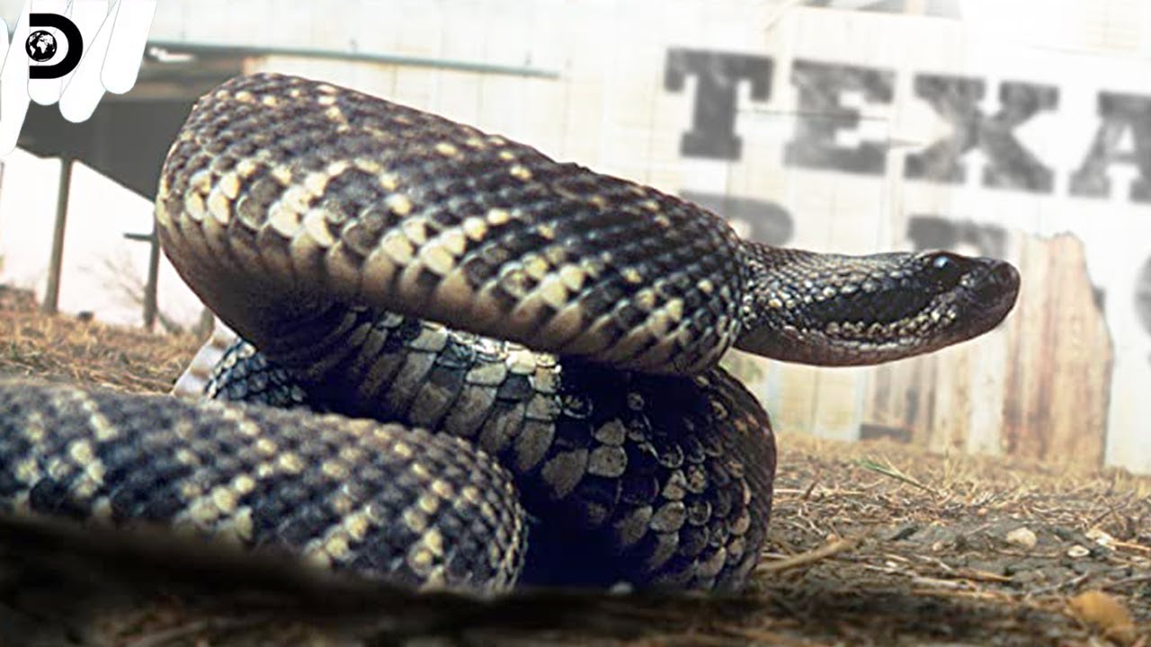 ガラガラヘビの咬傷（テキサスロードハウスのコピーキャット）のレシピ