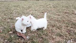 mis cachorros de westie en sus momentos de juegos