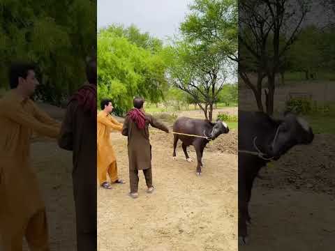 Alhumdulillah qurbani ka janwar khareed Liya #shorts