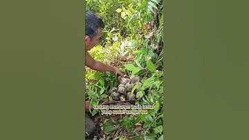 panen buah lontar #shorts #budidayatanaman #pertanian #fruit #lontar #viral #farmer #gardening