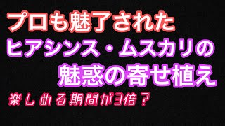 【ただの寄せ植えではない】花のプロたちも絶賛！ムスカリとヒアシンスのアレンジ【3倍長持ち】