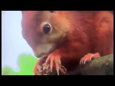 Video: ¿Cuánto comen las ardillas?