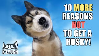 10 MORE Reasons to (NOT) Get A HUSKY! Not a Normal Dog!