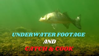 Lake Pleasant Az   Tips For Shore Fishing underwater Footage And Catch U0026 Cook
