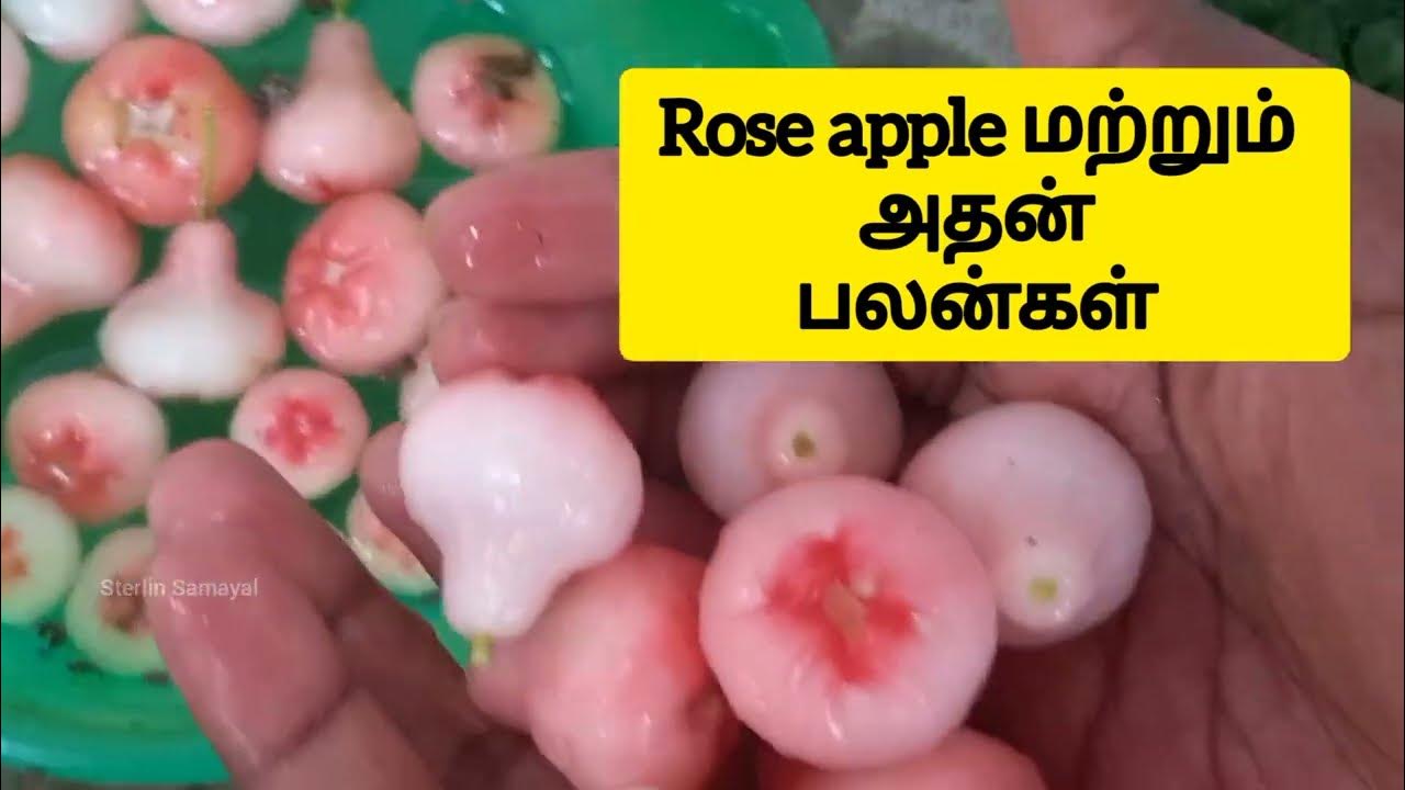 Rose Apple Fruit Health Benefits Rose Apple In Tamil Chambakka rose-apple-fruit-health-benefits-rose-apple-in-tamil-chambakka