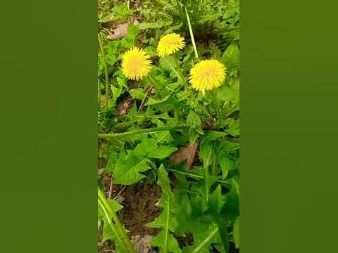 Одуванчик -живая аптека под ногами (собирайте, только в экологически ...