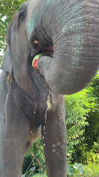 How do elephants eat watermelons?