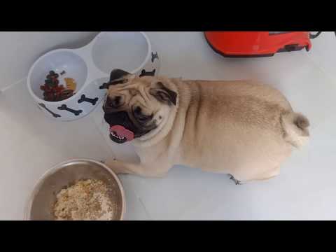 Cách nuôi chó pug mập | How to raise fat pug dogs | Pug mặt xệ