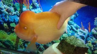 Petting my Red Devil Cichlid