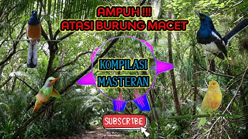 KOMPILASI SUARA KICAU BURUNG || MASTERAN DAN ISIAN SEGALA JENIS BURUNG