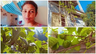 Winter Vegetables Grown In My Home Rupashree Bengali Vlogs