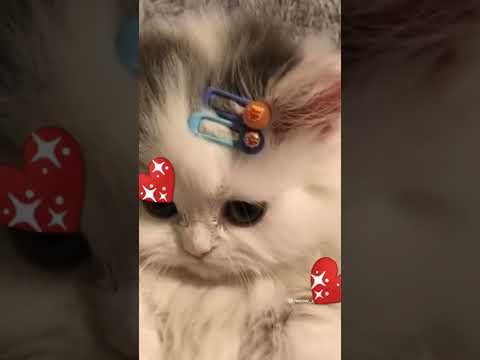 клички для кошек😺🍭 видео из тт, 🦋