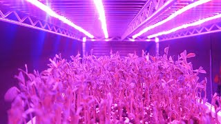 Build your own grow light