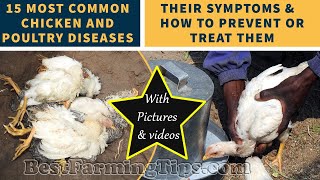 15 most common chicken and poultry DISEASES, their symptoms and how to prevent or treat them screenshot 1