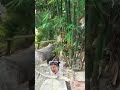 Gatal di pohon bambu