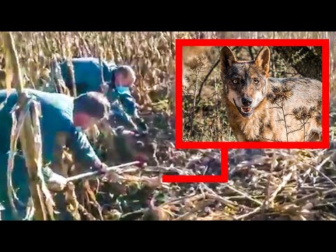 La Guardia Civil libera a un lobo que había caído en un lazo ilegal para jabalíes en León