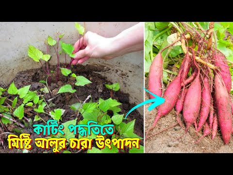 ভিডিও: একটি সবজি বাগান শুরু করার 3 টি উপায়