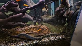 Tentacled Snake Courtship