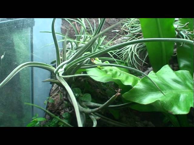 21+ Plants For Crested Geckos