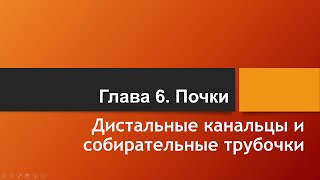 Физиология. Глава 6. Почки. Дистальные канальцы и собирательные трубочки