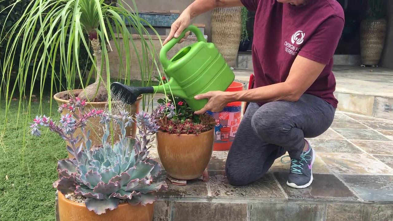 How to Water Succulent Pots 