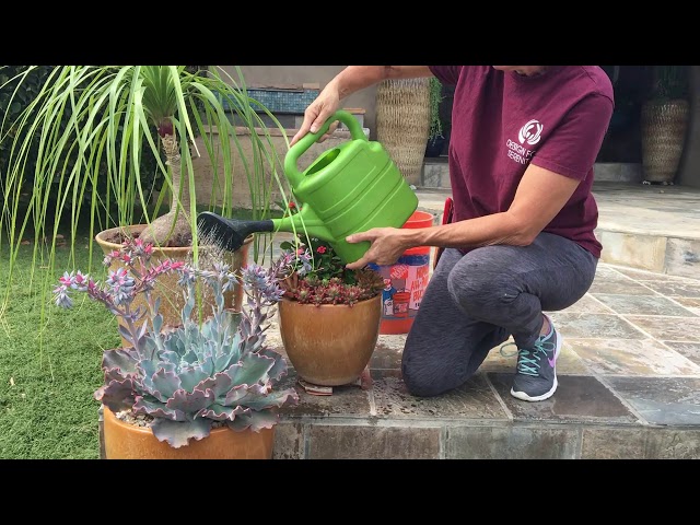 How to Water Succulent Pots