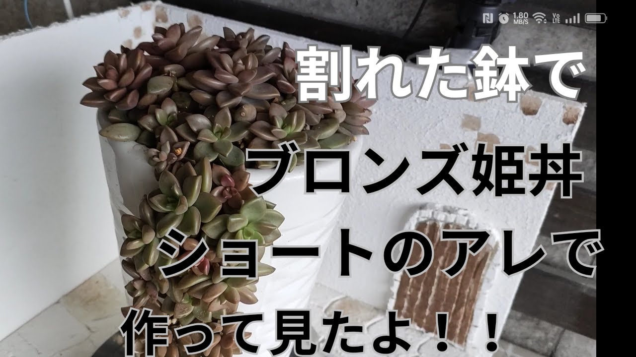 vlog155多肉植物】2024、4ショートのアレ真似てブロンズ姫丼作った