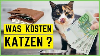 WAS KOSTET EINE KATZE? Anschaffung 🐈 Tierarzt 💉 Laufende Kosten 💰 | INKL. BEISPIELRECHNUNGEN