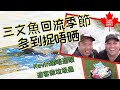 三文魚回流季節多到捉唔晒 Kevin睇唔過眼遊客做垃圾蟲