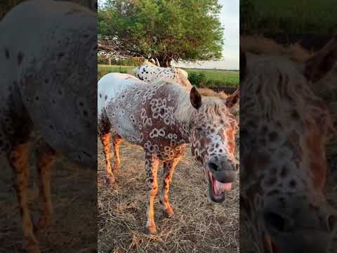 Video: Appaloosa жылкы породасы: сүрөт, сүрөттөмө. Аппалуза жылкысы: илбирс, булуң