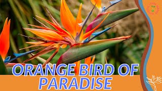 Orange Bird Of Paradise Information And Growing Tips Strelitzia Reginae