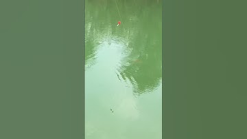 Câu cá mè bằng cần tay đụng hàng khủng #shorst #mồicâucá