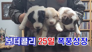 보더콜리 6남매 25일간 폭풍 성장/