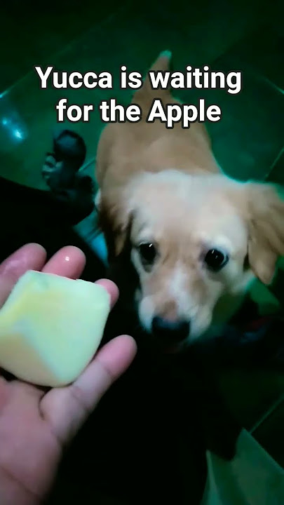 lahat gusto ni yucca mapaprutas man o gulay #dogshorts #dogvideo #doglife #pet