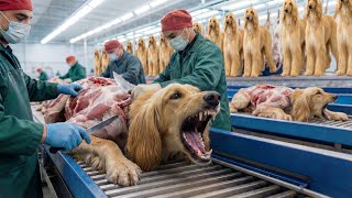 Download Lagu The Dark Reality of the Afghan Hound Leather Industry | Shocking Truth Exposed MP3