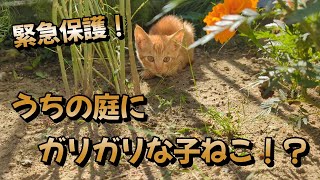 緊急保護　うちの庭にガリガリにやせ細った子猫がいる