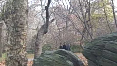 Central Park, Grand Central Station and Tea, November 29, 2008