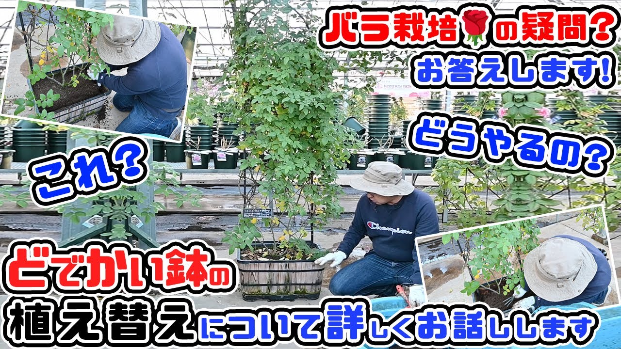 We'll answer your questions about growing roses! [How to repot in